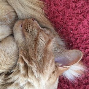 Shop daughter’s closet: @clasmajo